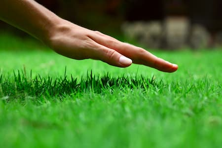 Types Of Grasses Used For Lawns