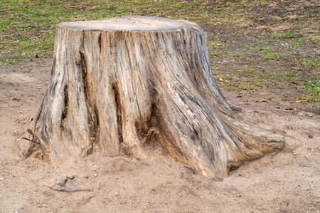 Why You Need To Remove Tree Stumps