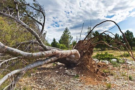 Tree Removal