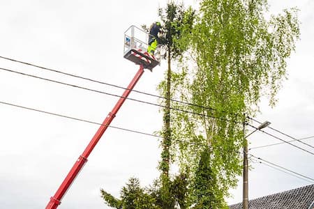 Tree Trimming